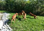 30.09.2012 Vizsla Treffenkleine Schweiz